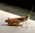 Click image for larger version

Name:	034_tonemapped.jpg
Views:	215
Size:	166.1 KB
ID:	1382846