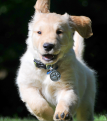 Click image for larger version

Name:	dog.PNG
Views:	166
Size:	1.04 MB
ID:	1385588