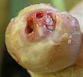 Click image for larger version

Name:	! toe.jpg
Views:	177
Size:	293.6 KB
ID:	1386036