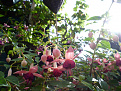 Click image for larger version

Name:	Garden4.jpg
Views:	304
Size:	287.6 KB
ID:	1390120