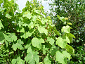 Click image for larger version

Name:	Garden7.jpg
Views:	292
Size:	453.6 KB
ID:	1390124
