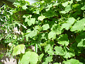 Click image for larger version

Name:	Garden10.jpg
Views:	293
Size:	410.3 KB
ID:	1390128