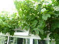 Click image for larger version

Name:	Garden11.jpg
Views:	302
Size:	306.0 KB
ID:	1390130