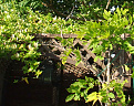 Click image for larger version

Name:	garden2012etc-034.jpg
Views:	259
Size:	339.7 KB
ID:	1390402