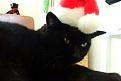 Click image for larger version

Name:	black cat in santa hat.jpg
Views:	221
Size:	9.0 KB
ID:	1391874