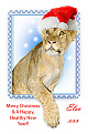 Click image for larger version

Name:	Elsa-Xmas.jpg
Views:	242
Size:	135.2 KB
ID:	1398964