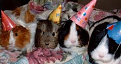 Click image for larger version

Name:	hamster.jpg
Views:	205
Size:	9.3 KB
ID:	1401452