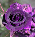 Click image for larger version

Name:	17797.o.jpg
Views:	219
Size:	30.5 KB
ID:	1406548