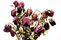 Click image for larger version

Name:	dead flowers -2.jpg
Views:	214
Size:	59.1 KB
ID:	1407322