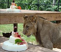 Click image for larger version

Name:	lioness birthday cake.jpg
Views:	303
Size:	10.4 KB
ID:	1408548