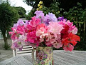 Click image for larger version

Name:	sweetpeas.jpg
Views:	180
Size:	11.9 KB
ID:	1409270