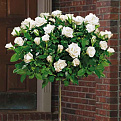 Click image for larger version

Name:	Pixie Birthday Tree.jpg
Views:	230
Size:	36.2 KB
ID:	1410510