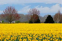 Click image for larger version

Name:	daffies en masse.jpg
Views:	194
Size:	11.9 KB
ID:	1410686